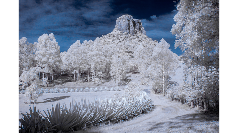 A landscape of trees and plants and bushes with a mountain peak in the background, all completely covered in snow.