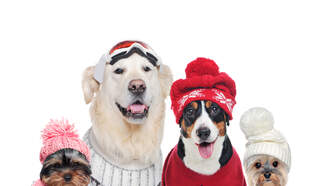 Pets Dressed for Winter
