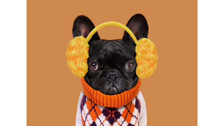French bulldog wearing with plush earmuffs and a sweater.