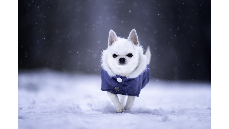 A white chihuahua dog wearing a blue jacket walking in the snow.