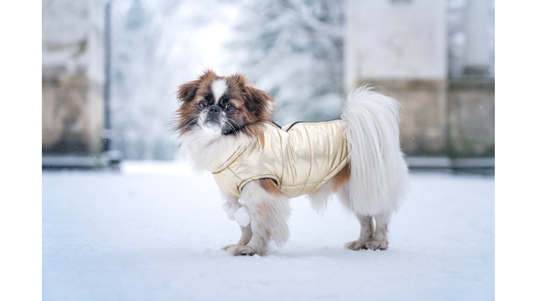 Pekingese dog dressed in a jacket standing outside in the snow.
