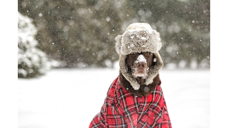 Chocolate Labrador Dog wearing a musher hat and red shirt in the snow.