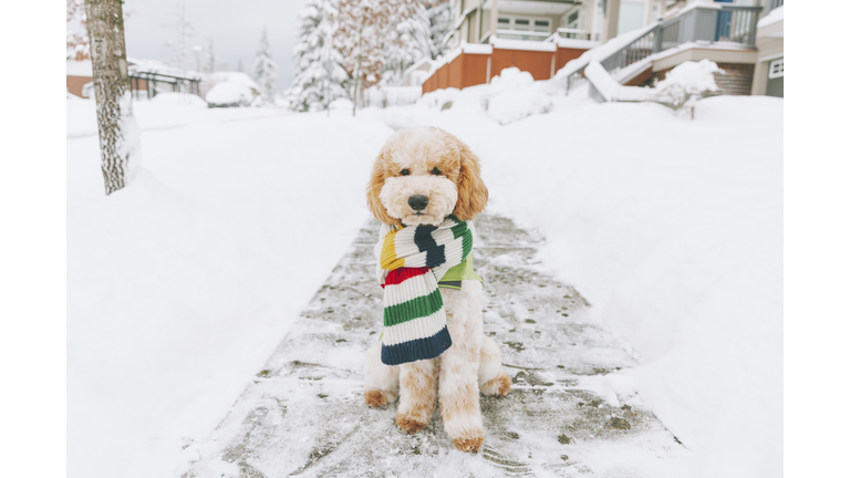 Beige dog with striped colorful scarf sitting on snow-covered walkway.