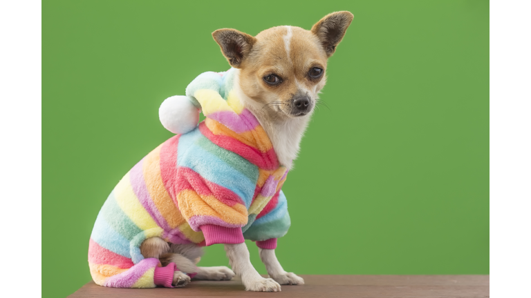 Dog with warm colorful pajamas against a green background.