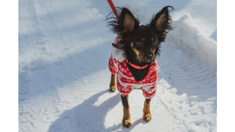 A Stylish Russian Toy Terrier wearing a winter sweater while walking in the snow.