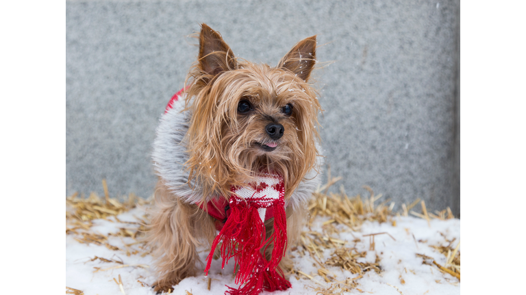 Yorkshire Terrier in a winter coat and scarf sitting in the snow.