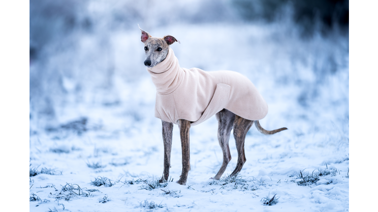 A greyhound dog wearing a fleece rug, standing in a snowy field.