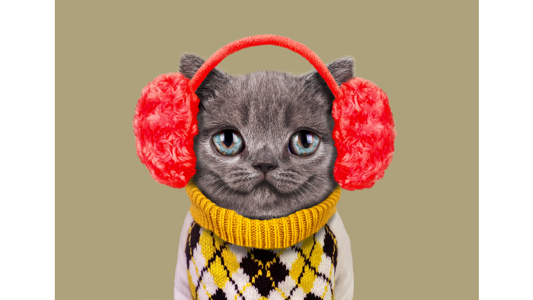 Kitten wearing plush earmuffs and sweater