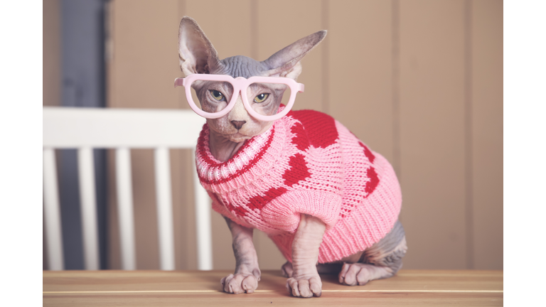Sphynx cat on a table wearing a pink pullover and funny glasses.
