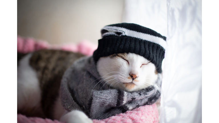 Cat wearing a knit hat and scarf snuggled in a blanket in front of the window.
