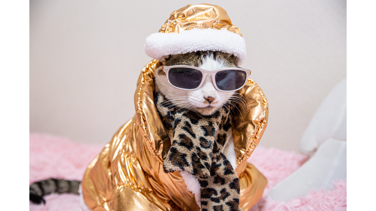 Cat wearing metallic jacket and hat winter clothing