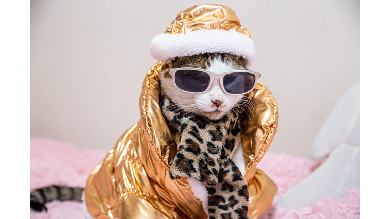 Cat wearing gold metallic jacket, leopard print scarf, sunglasses, and gold hat.