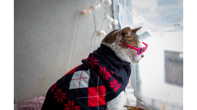 Cat wearing a sweater and sunglasses