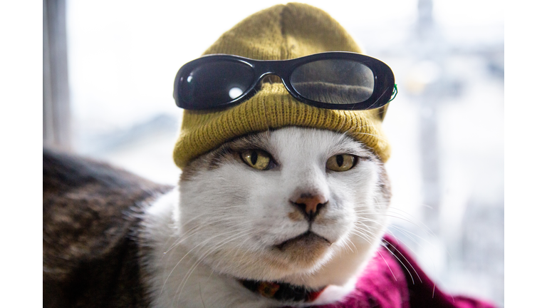 Cat wearing knit hat and sunglasses