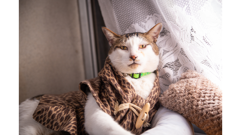 Cat wearing hooded animal print sweater.
