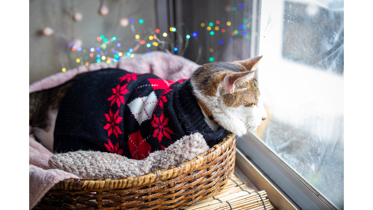 Cat wearing a black sweater with red poinsettias, sitting in a basket and staring out the window at the snow. 