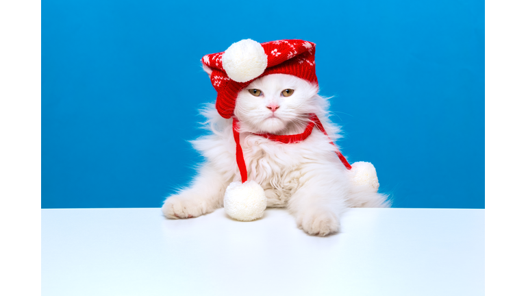 White Scottish Fold LongHair kitten wearing a red hat.