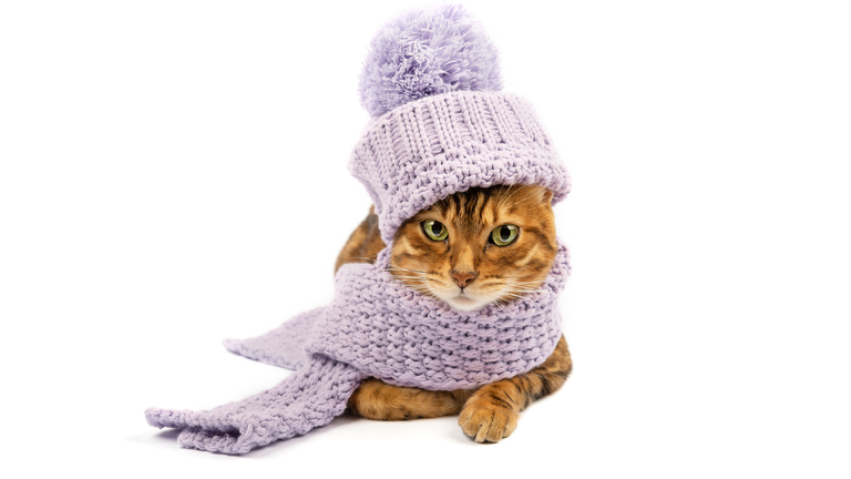 Bengal cat in a lavender hat and scarf on a white background.