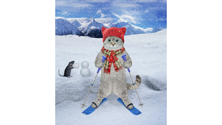 Ashen cat in a scarf and hat and skis.