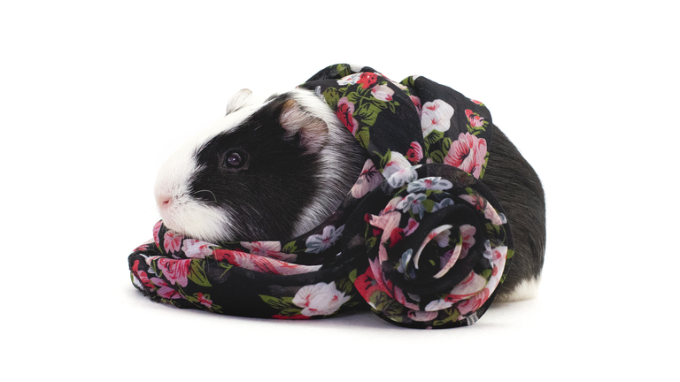 Guinea pig wrapped up in a colorful scarf.