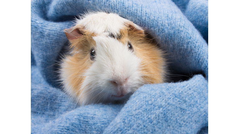 Cute Abyssinian guinea pig completely wrapped in a cozy blue woolen scarf so just his face is visible.