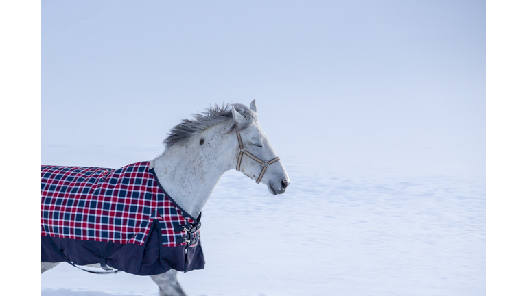 White horse wearing a checkered winter blanket in a snow covered field.