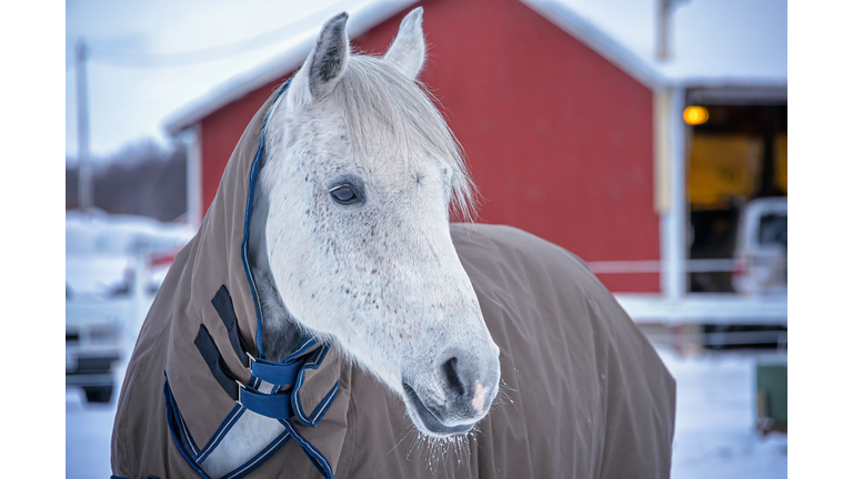 White horse wearing a heavy coat in front of a red barn.