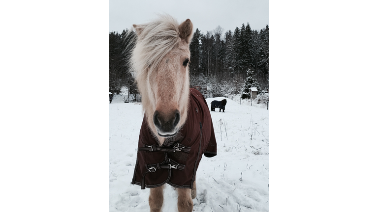 Miniature horse in a winter blanket standing on a snowy field.