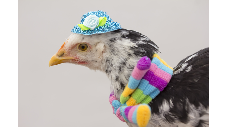 Chicken with colored scarf and hat