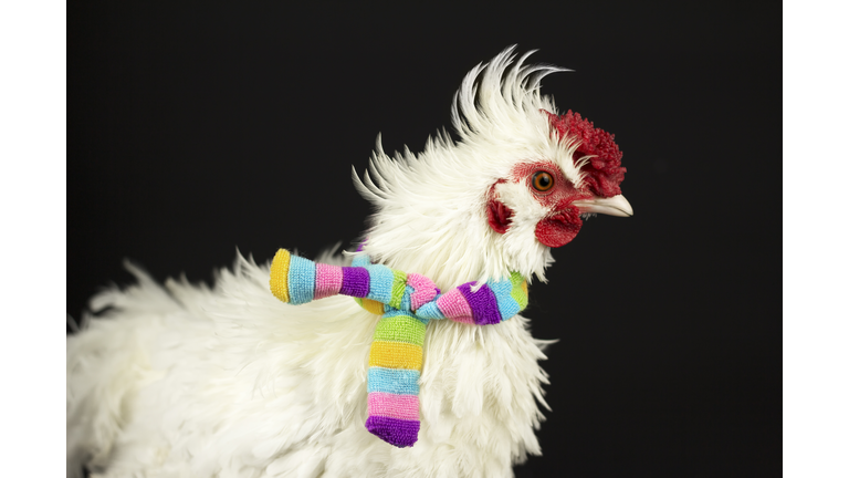 White rooster with a red face wearing a striped multi-colored scarf against a black background.