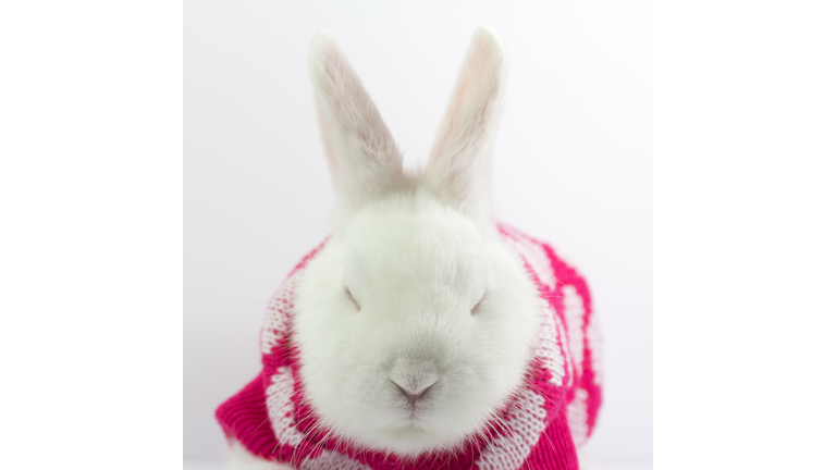 White rabbit wrapped in red woolen pajamas.