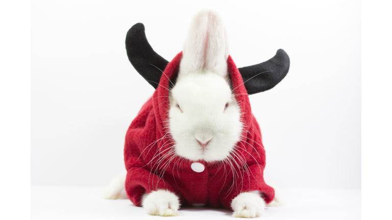 Dwarf rabbit wearing a red jacket with horns on a white background.