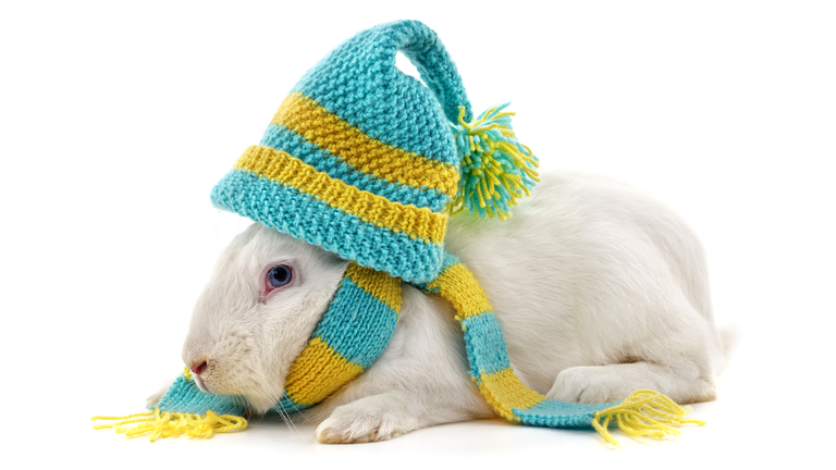 White rabbit in blue and orange striped hat and scarf.