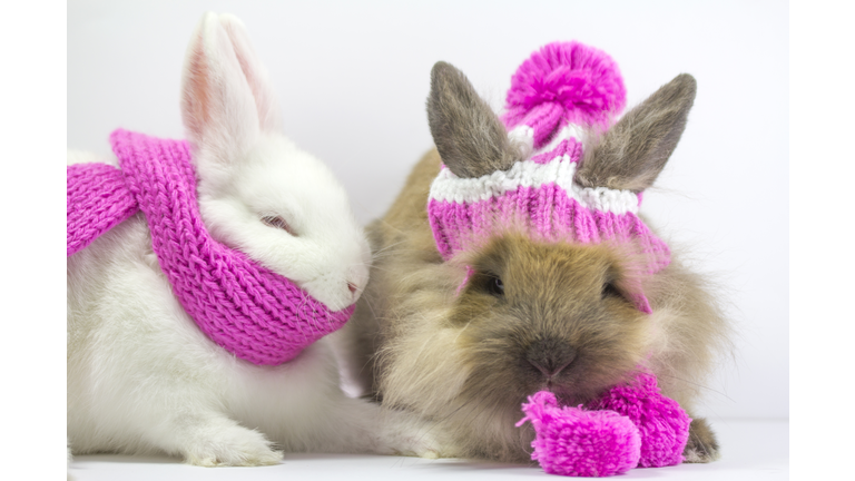 Two dwarf rabbits with hat and wool scarf wrapped in cold winter, Oryctolagus cuniculus domesticus