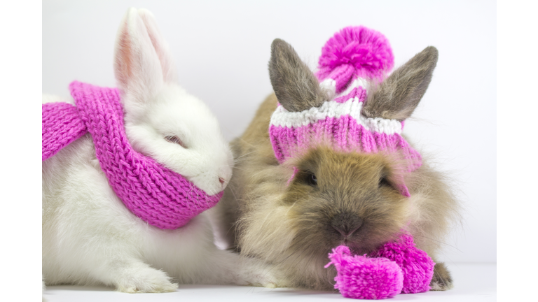 Two dwarf rabbits, one wearing a pink hat and mittens and the other wearing a pink knit scarf.