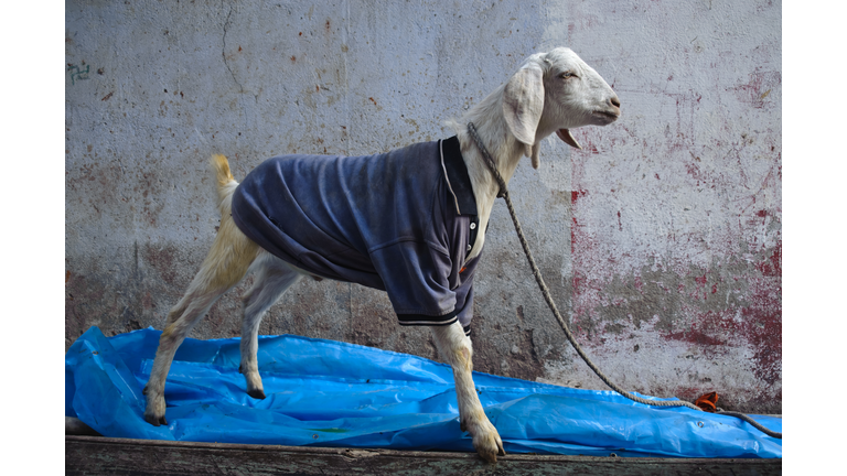 Kid goat wearing a sweater.