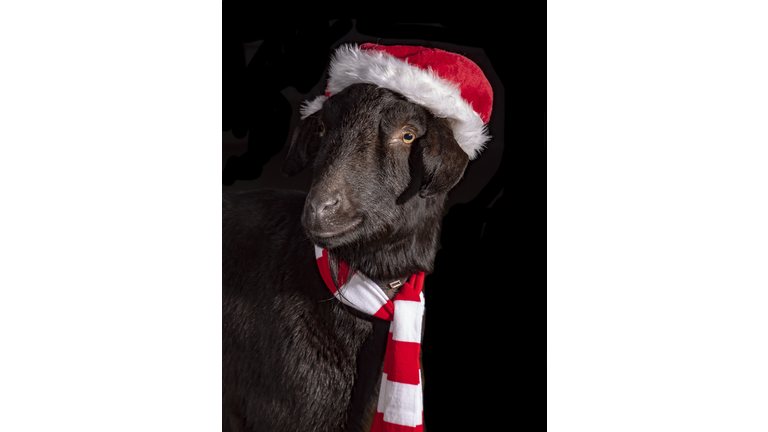 Black goat in a red santa hat and striped red and white scarf.