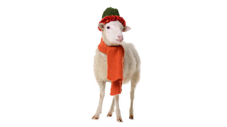 White sheep wearing an orange scarf and matching hat.