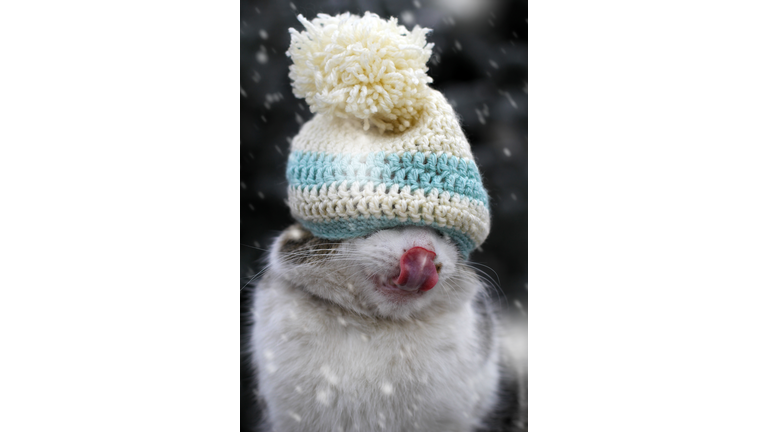 Cute white mouse in a knit hat.