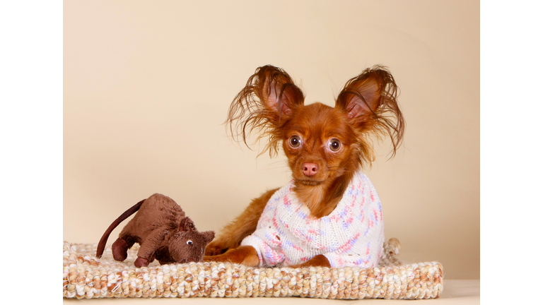 Red long-haired Russian Toy Terrier puppy with raised hairy ears wrapped in a pink and white sweater and laying on a knitted blanket.