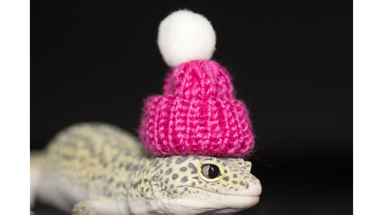 Leopard gecko waring a pink hat