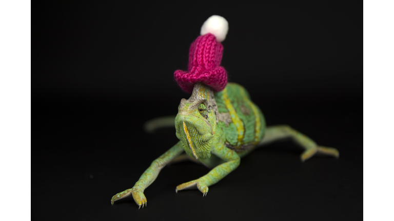 Green and orange chameleon wearing a pink knit hat.