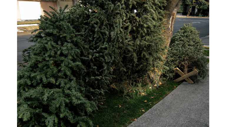 Dumped dead pine Christmas trees off the sidewalk of a city street