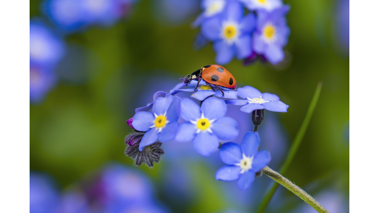 Ladybird on forget me not flower