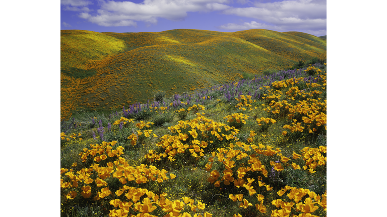 Golden poppies on a field next to hills in California