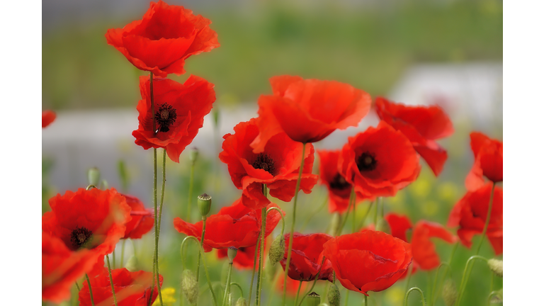 Poppies,Close-up of red poppy flowers in field