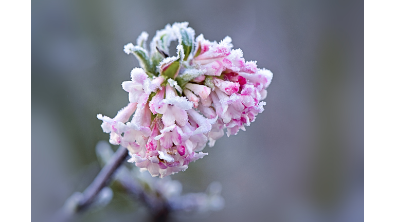 Close-up image of spring, pink Daphne flowers covered in a winter frost