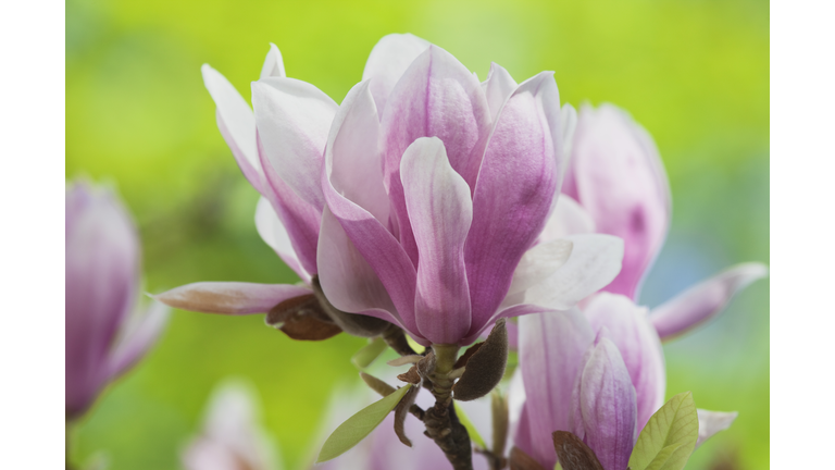 Magnolia blossoms, close-up