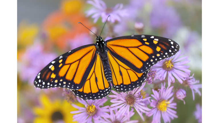 Monarch butterfly on purple asters