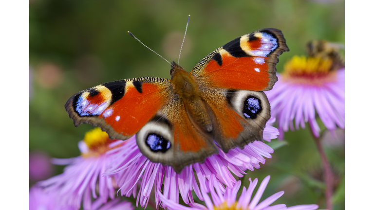 Peacock butterfly on blossom of an aster
